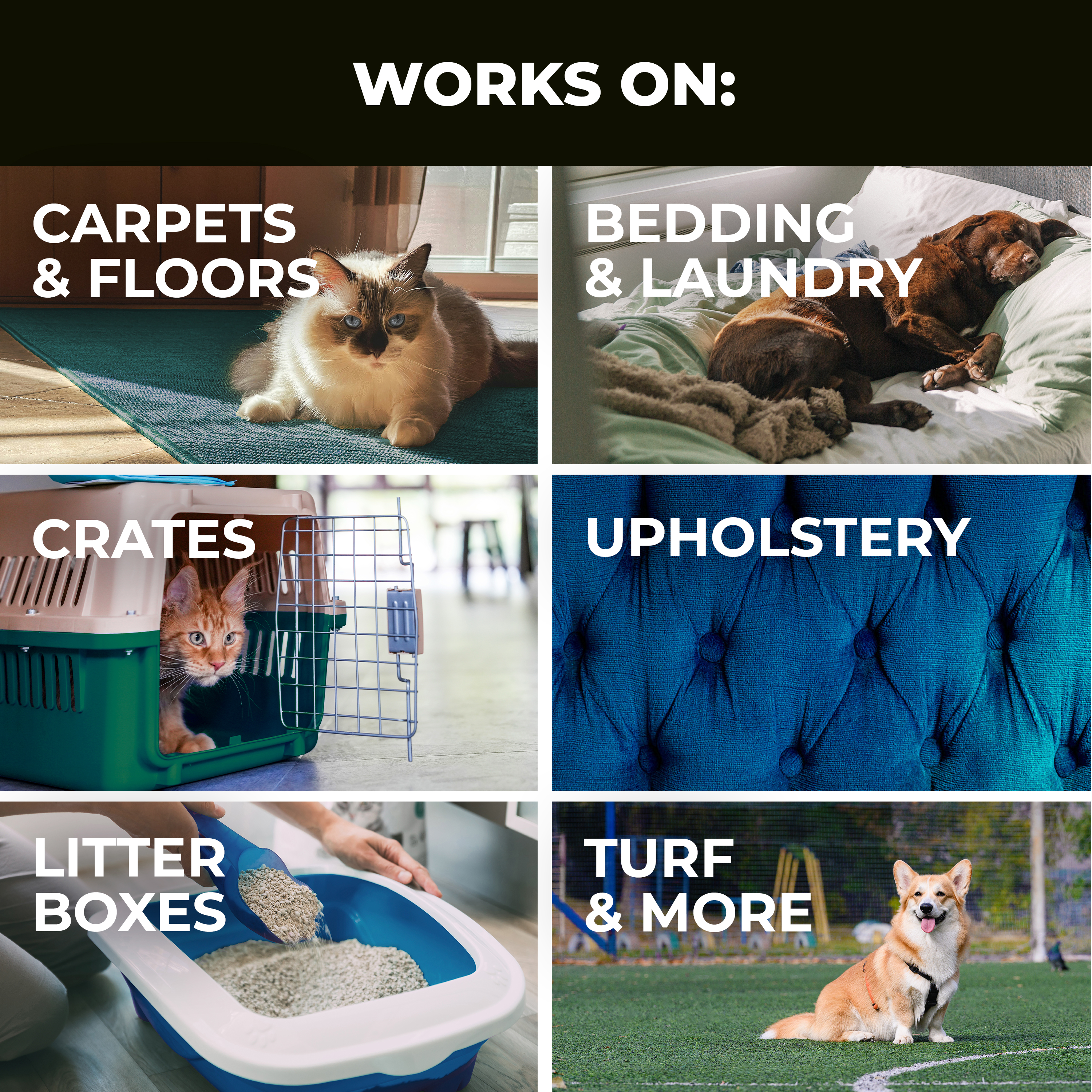 Pet Stain and Odor Eliminator