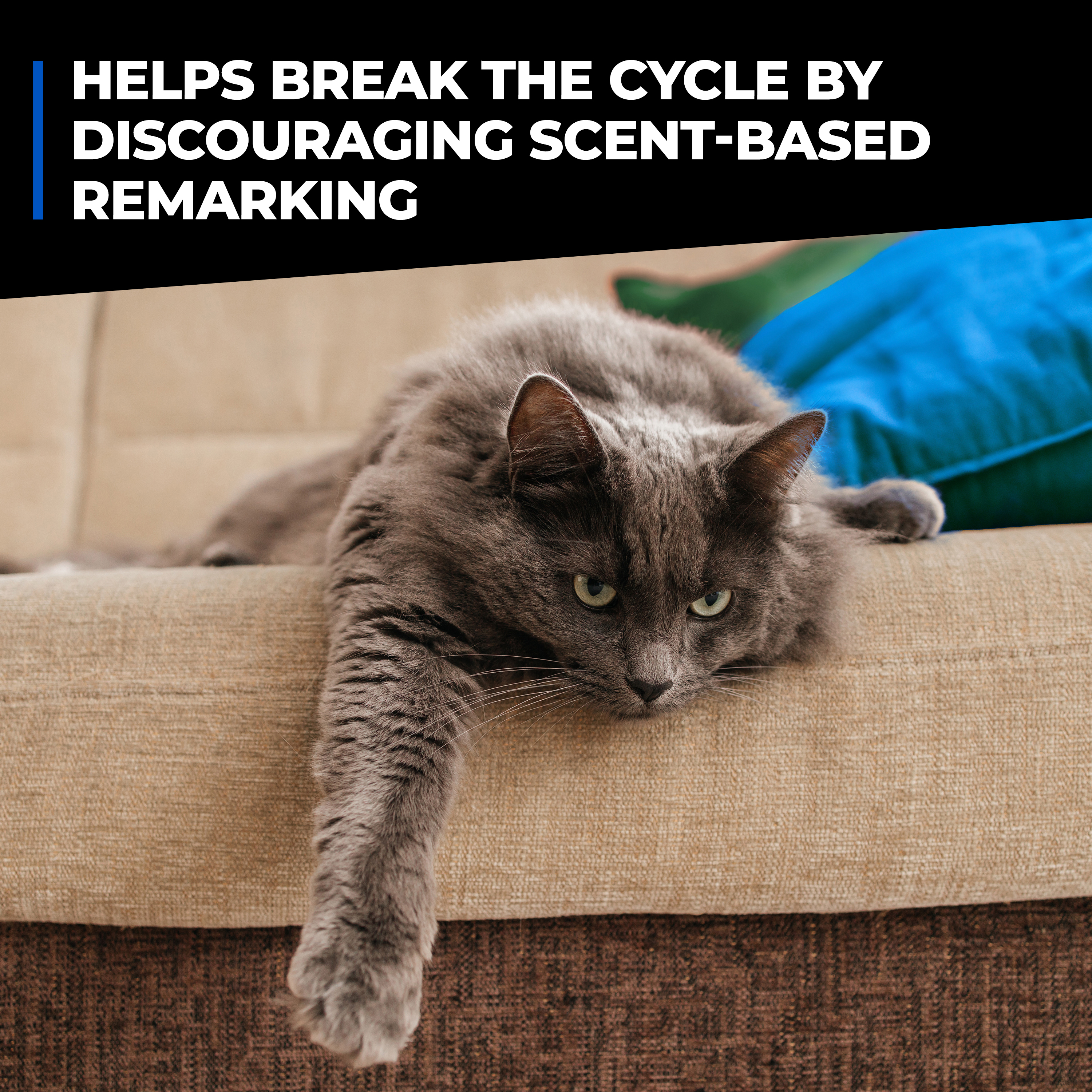 Pet Stain and Odor Eliminator