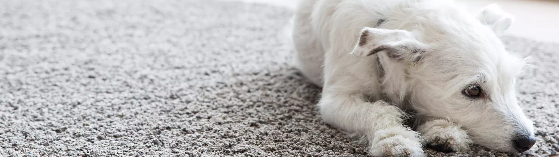 How to Clean Dog Vomit from Carpet - Simple Green