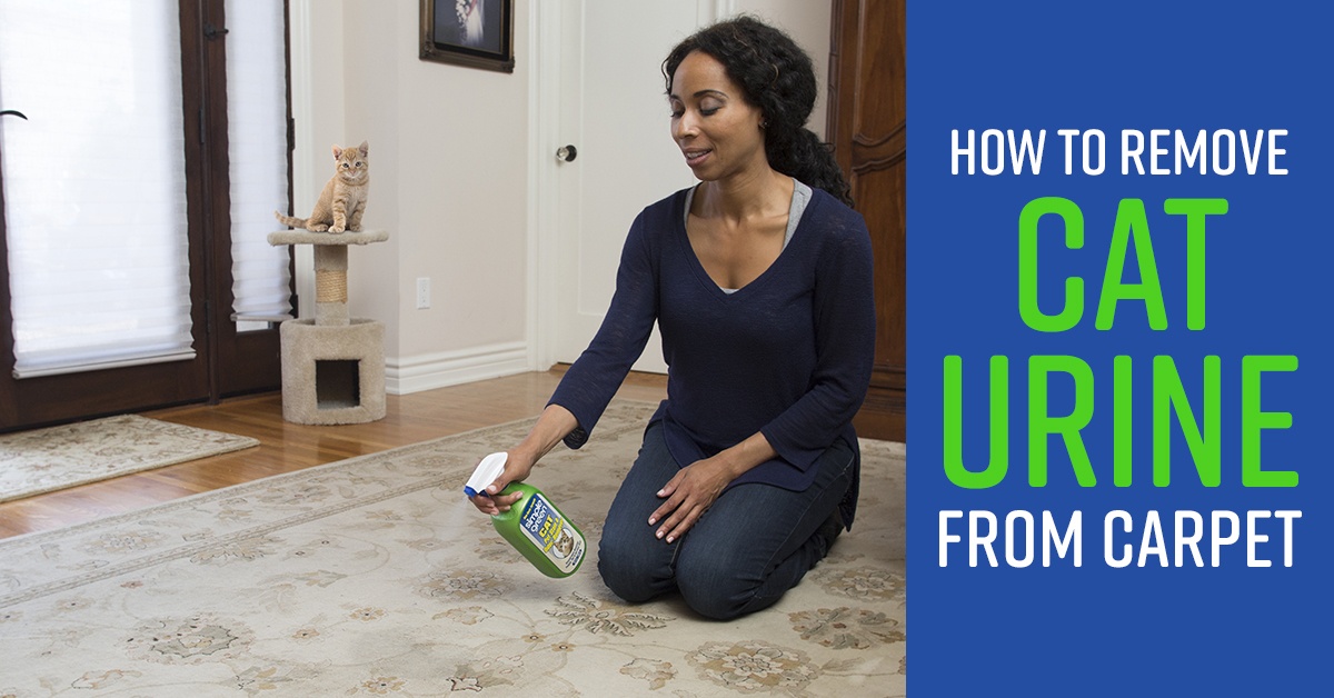 How To Clean Cat Urine From Carpet Simple Green