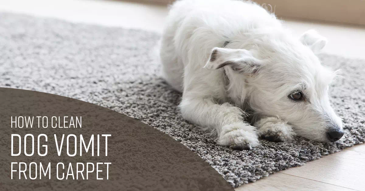 How to Clean Dog Vomit from Carpet 