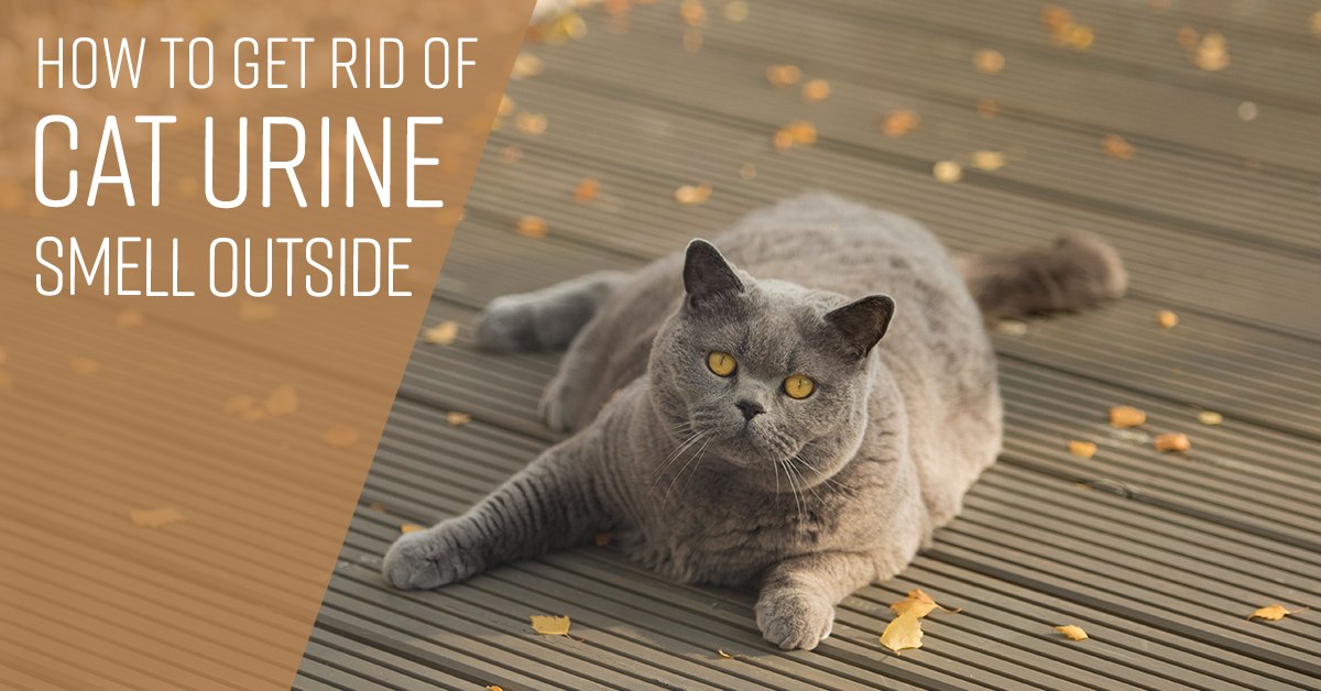 Get Rid of Cat Urine Smell Outside 