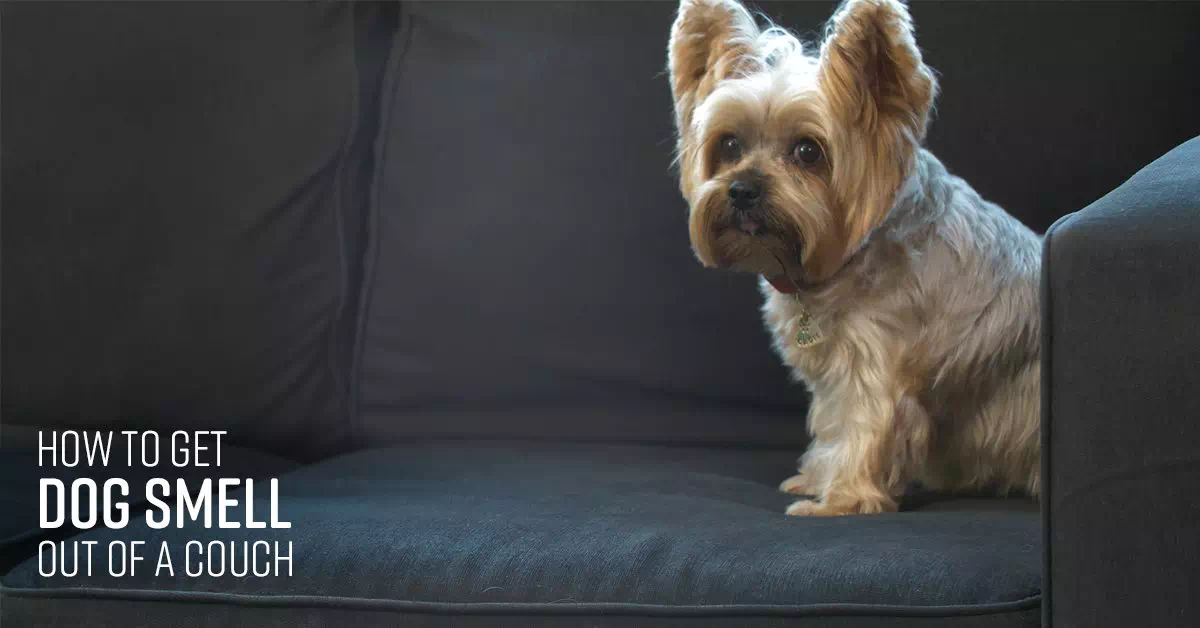 couch spray for dogs