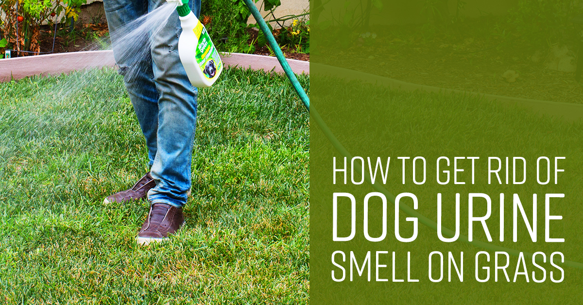Dog Urine Smell On Grass, Outdoor Urine Smell Removal
