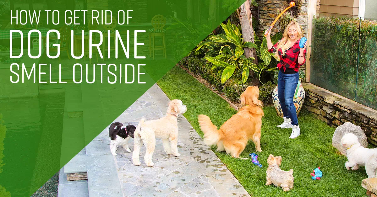 best outdoor dog urine odor eliminator