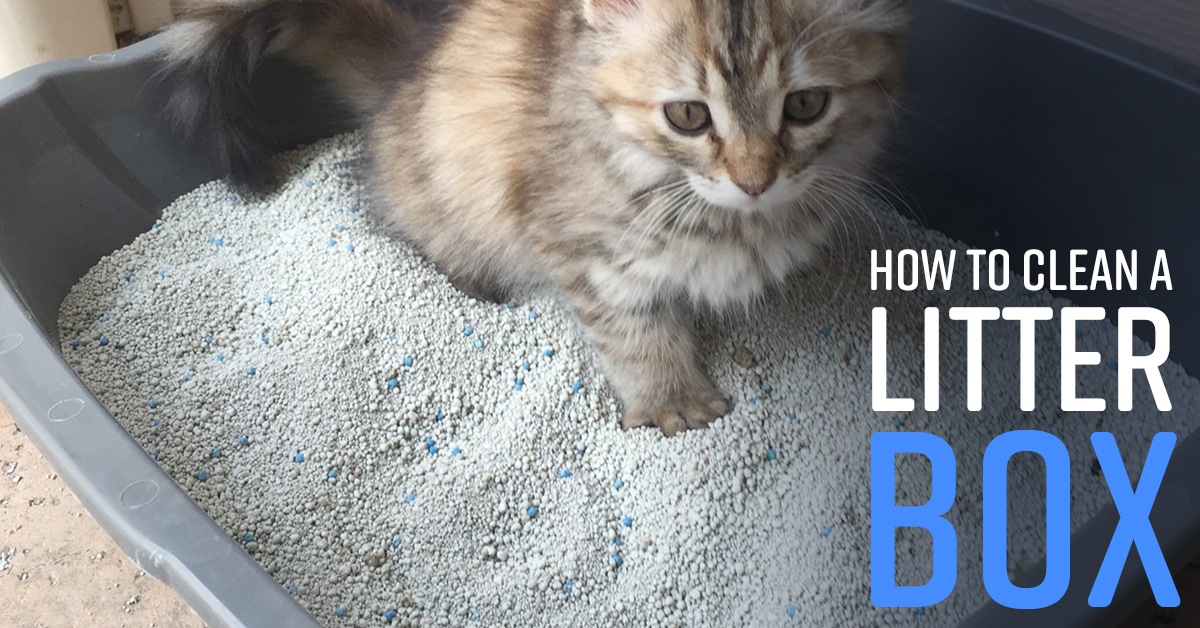 cleaning a cat litter box