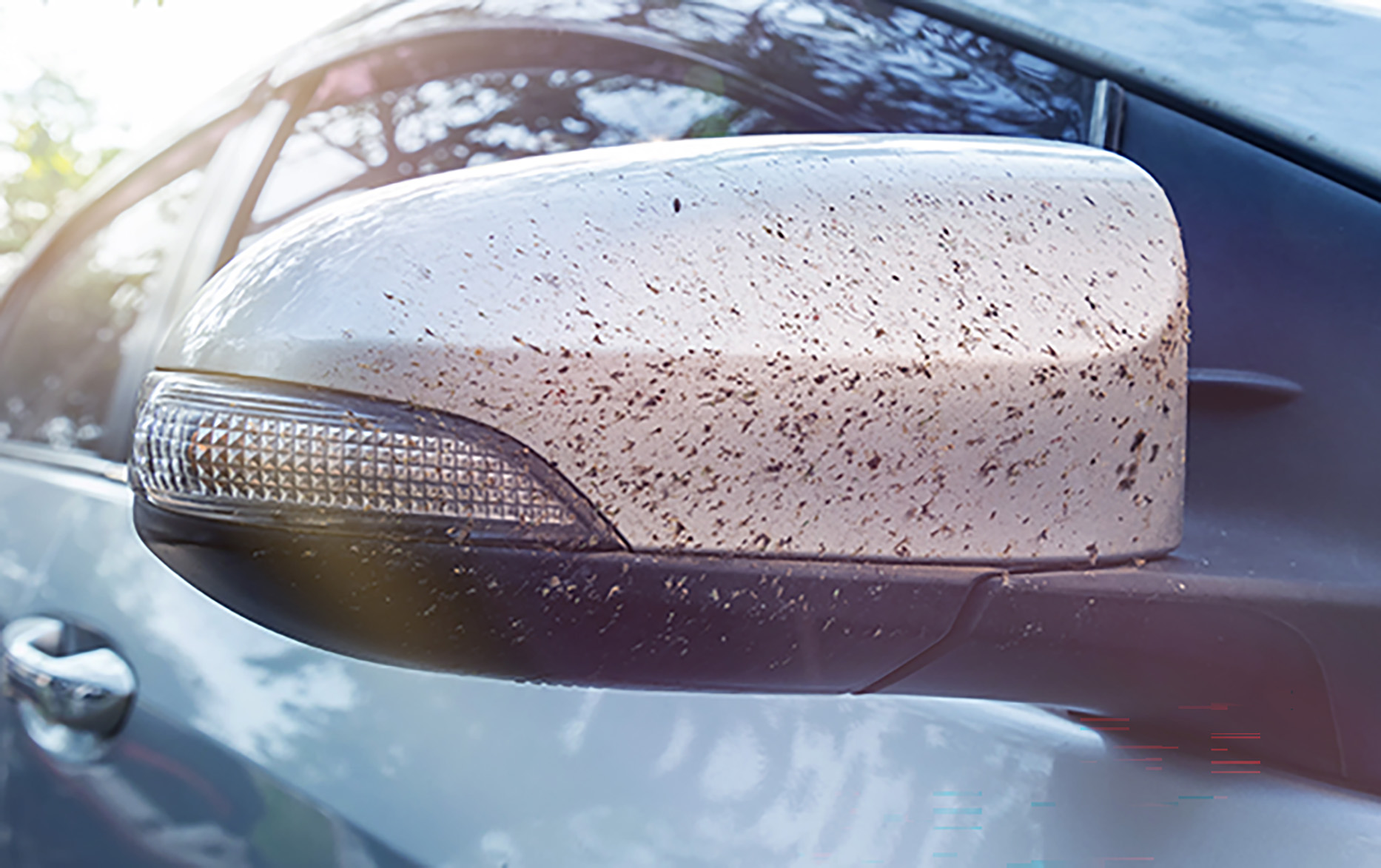 Bug Splatter And Droppings