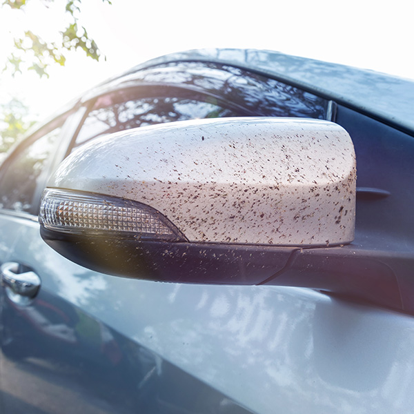 How to Clean Bugs Off a Car