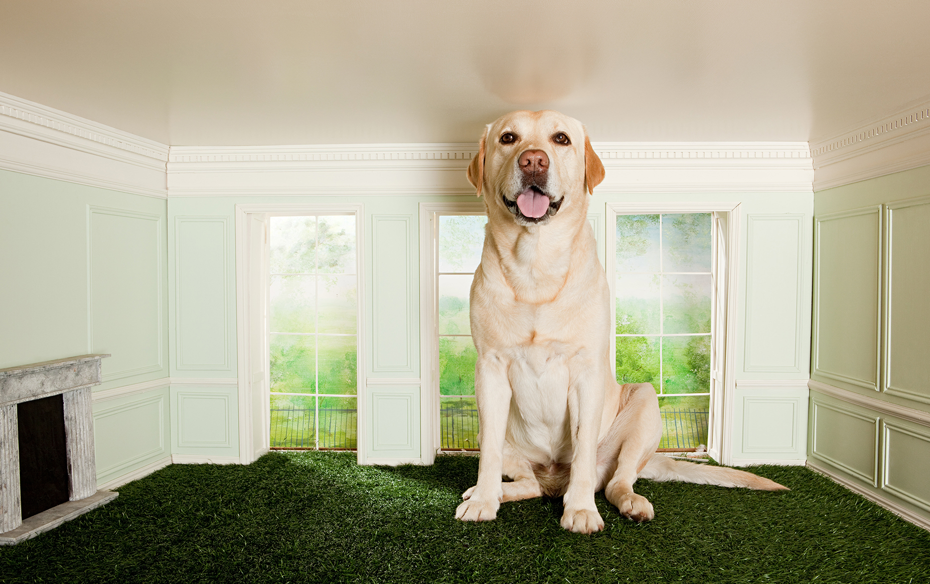 How to Clean Artificial Grass (Dog Urine)