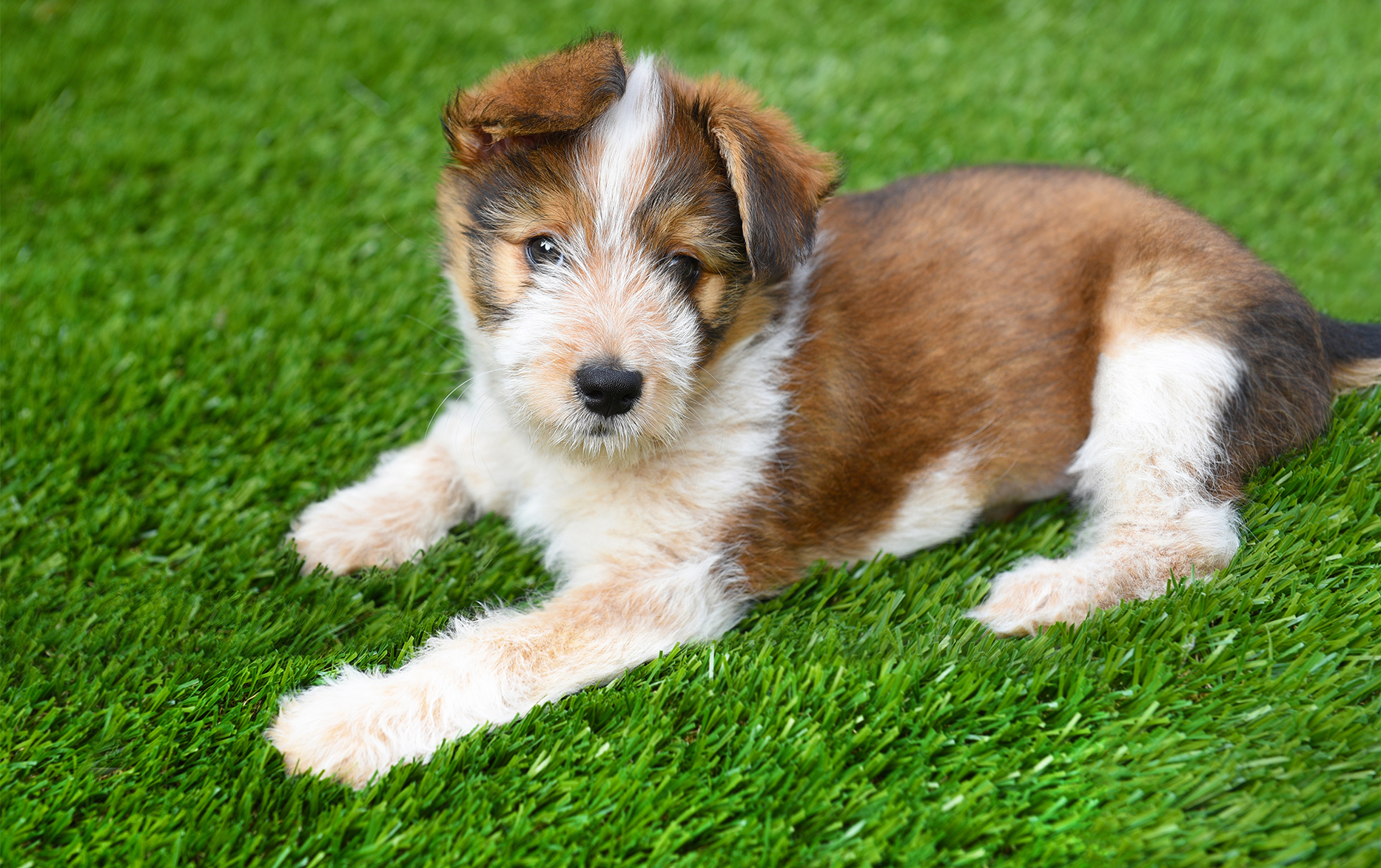 How To Clean Artificial Dog Grass