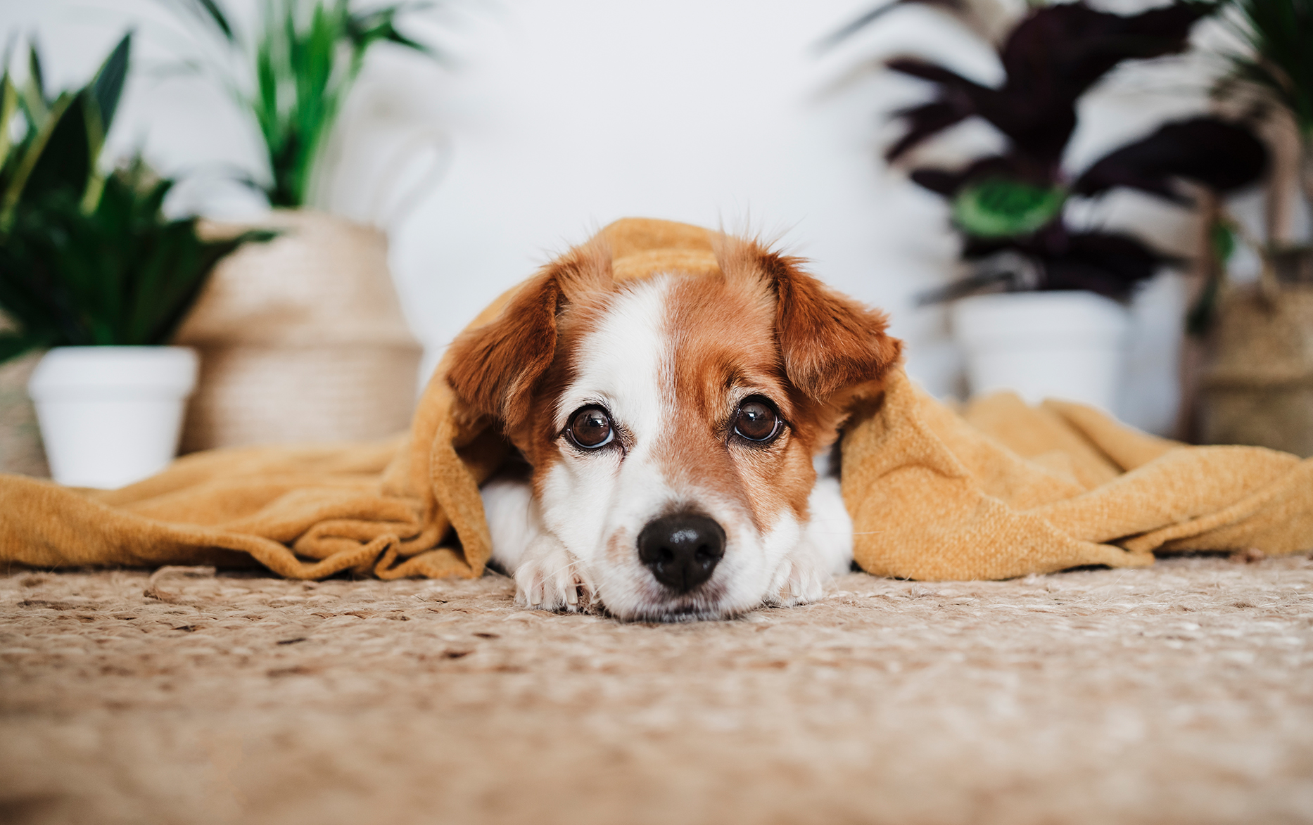 How to Clean Dog Vomit from Carpet