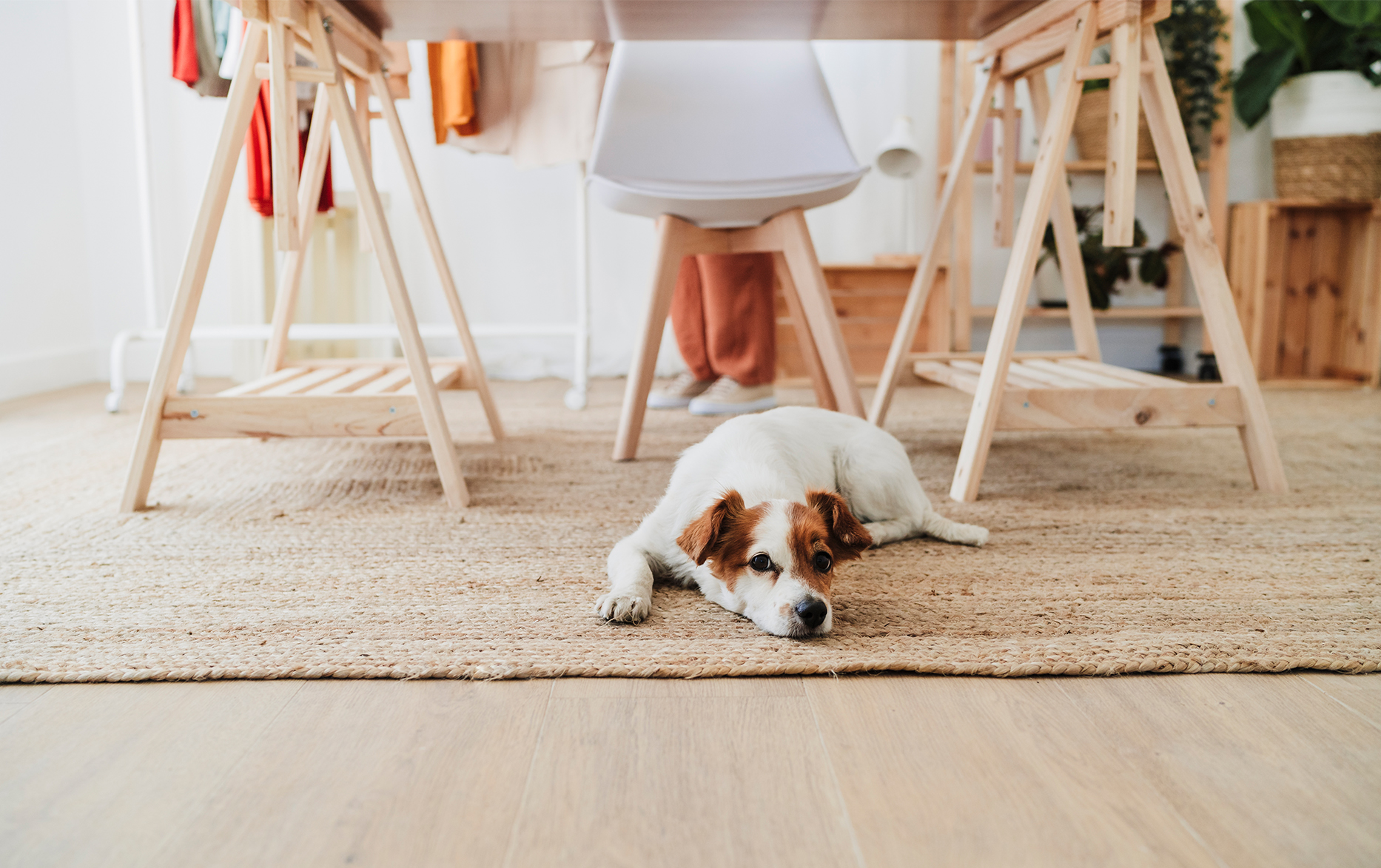 How to Clean Dog Vomit on Wood Floors