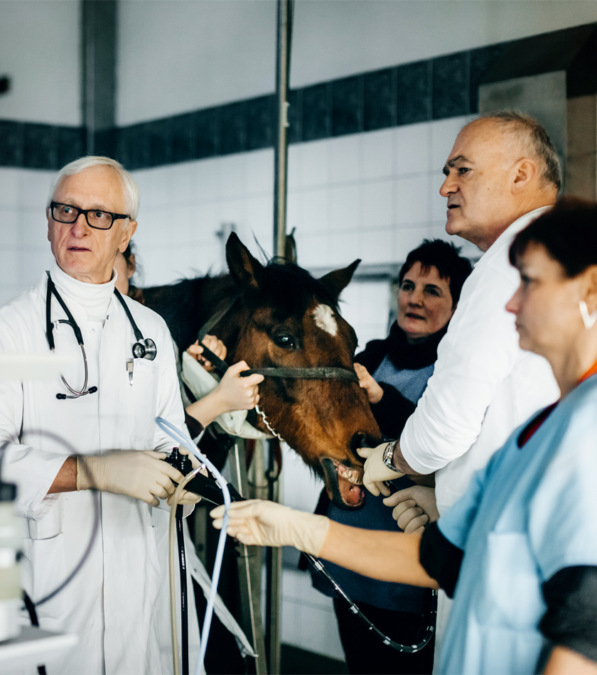 Animal Care