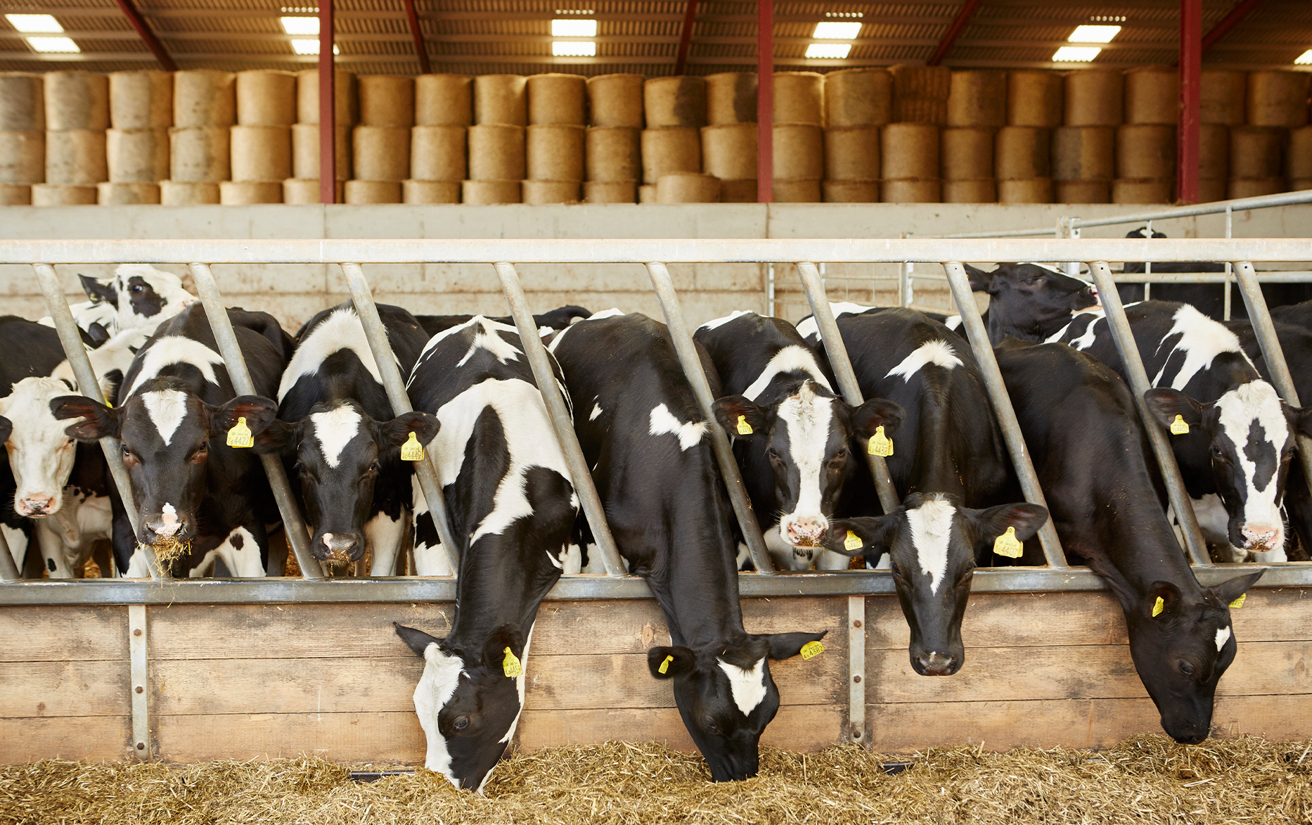 Livestock Farm Cleaning