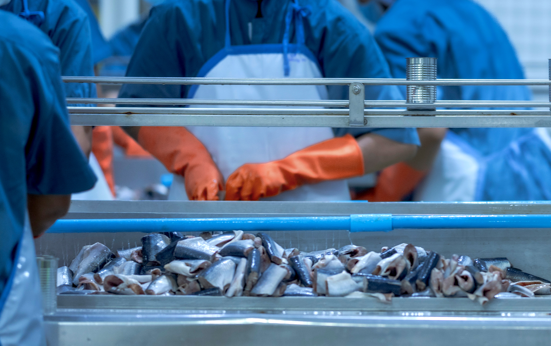 Meat Seafood Processing Cleaning