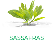 Sassafras Scent